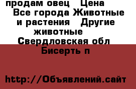  продам овец › Цена ­ 100 - Все города Животные и растения » Другие животные   . Свердловская обл.,Бисерть п.